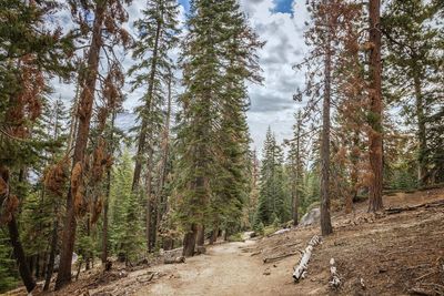 Pine trees in forest against sky