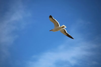 Low angle view of seagull flying in sky