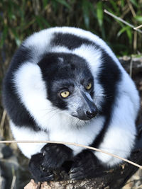 Portrait of black cat in zoo