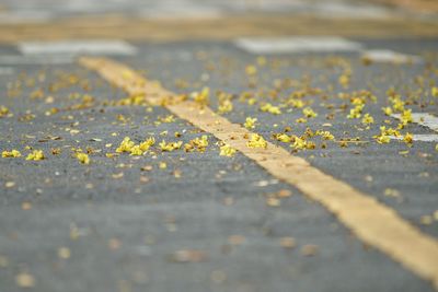 Autumn leaves on road
