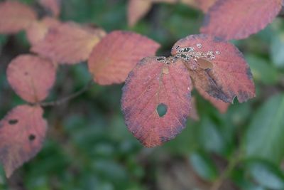 Close-up of insect on leaves