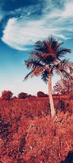 Low angle view of coconut palm tree against sky