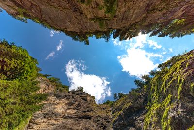 Low angle view of trees against sky