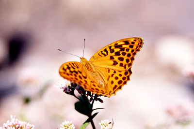 Close-up of butterfly pollinating on flower