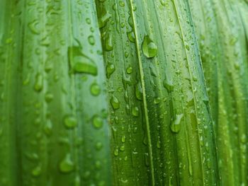 Full frame shot of raindrops on leaf