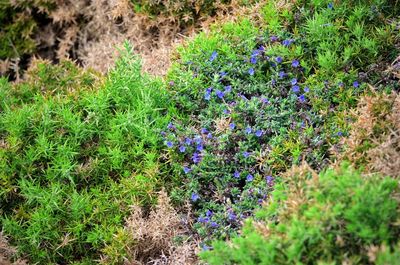 High angle view of flowering plants on field