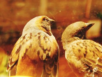 Close-up of bird perching outdoors