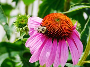 Close-up of bee pollinating on pink flower