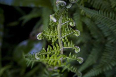 Close-up of fresh green leaves