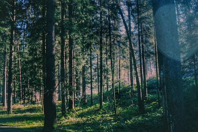 Trees in forest