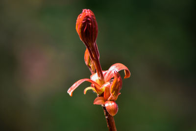 Close-up of red rose flower