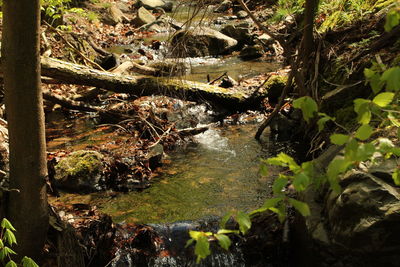 Scenic view of river flowing through forest