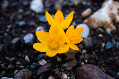 High angle view of yellow crocus flower on field