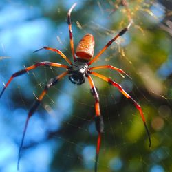 Close-up of spider on web