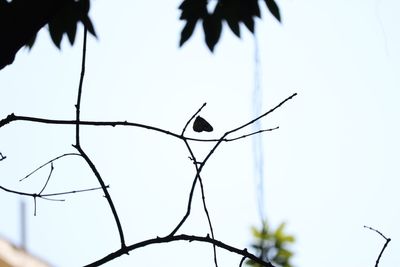 Low angle view of tree against sky