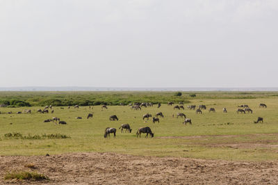 Flock of sheep in a field