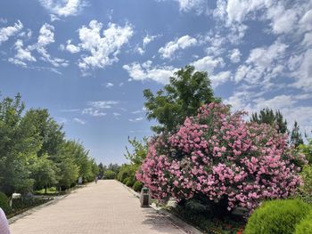 Trees on field against sky