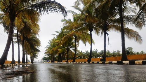 Palm trees along road