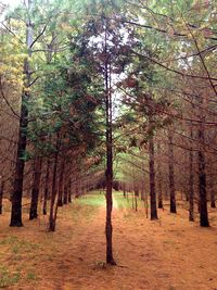 Trees in forest