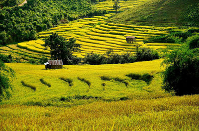 Scenic view of agricultural field