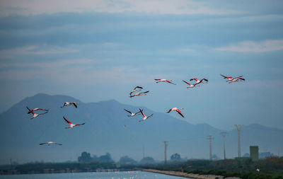 Birds flying against sky