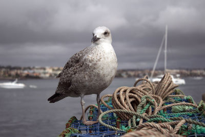 Close-up of seagull perching on rope against sea