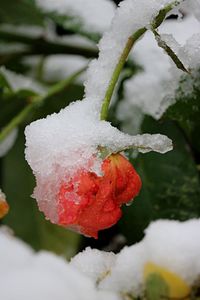 Close-up of frozen plant during winter