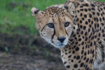 Cheetah posing