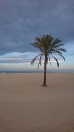 Palm trees on beach against sky