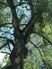 Low angle view of tree against sky