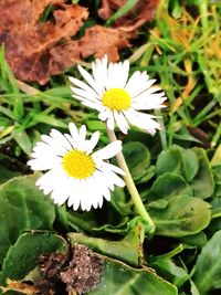 High angle view of white flowering plant