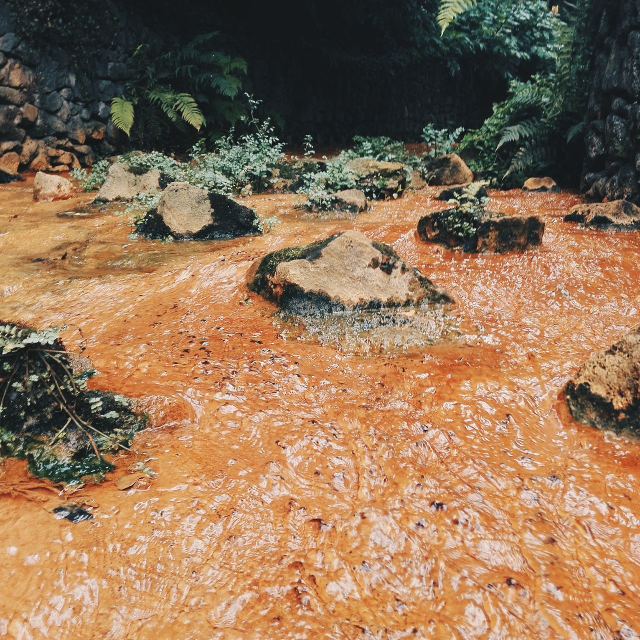 STREAM PASSING THROUGH FOREST