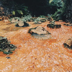 Stream flowing through forest