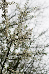 Low angle view of apricot blossom tree