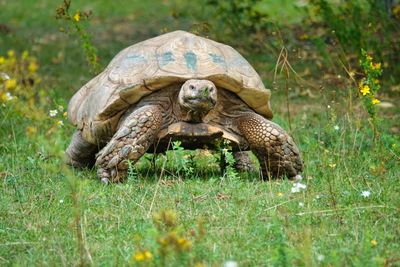 View of turtle on ground