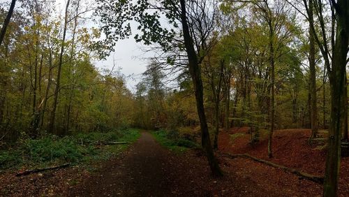 Road amidst trees in forest