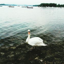 Swan swimming in lake