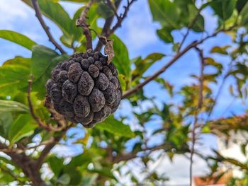 Low angle view of fruits on tree against sky