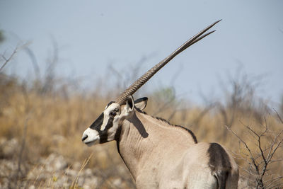 Rear view of oryx on field against sky