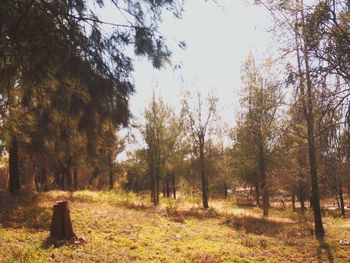 Trees in forest