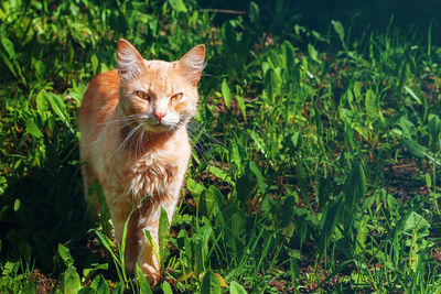 A beautiful strict red whiskered cat stands in the grass and looks directly into the eyes
