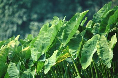 Close-up of fresh green leaves on plant