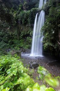 Scenic view of waterfall in forest