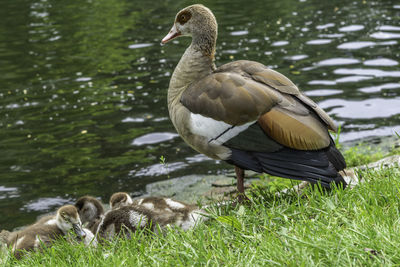 Duck in a lake