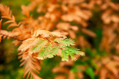 Close-up of plant