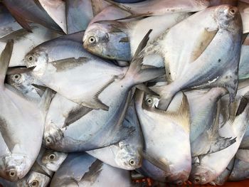 Close-up of fish for sale in market