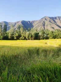Scenic view of agricultural field against sky