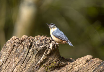  nuthatch - sitta european - on a fallen tree