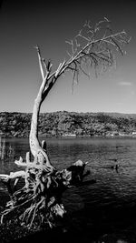 Bird on tree by water