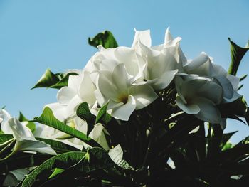 Close-up of white flowering plants against clear sky